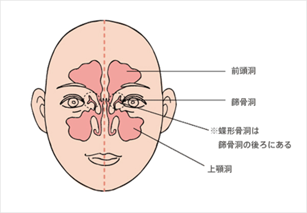 副鼻腔の構造と役割