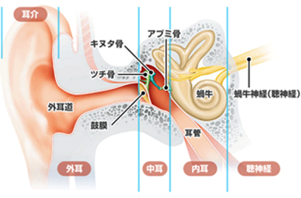 耳の構造と役割